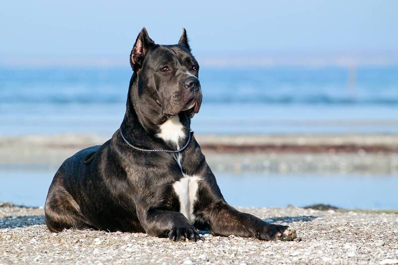Черная ушастая собака порода