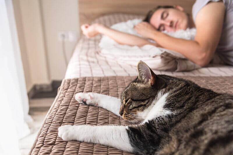 кошка спит рядом с человеком -минусы