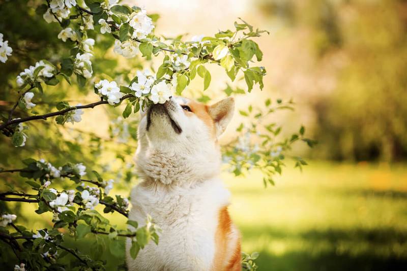Акита-ину нюхает цветы