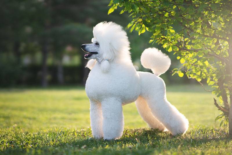 Порода собак очень большая белая