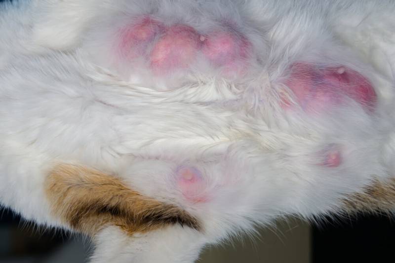 Мастит у кошки: симптомы и лечение воспаления молочной железы