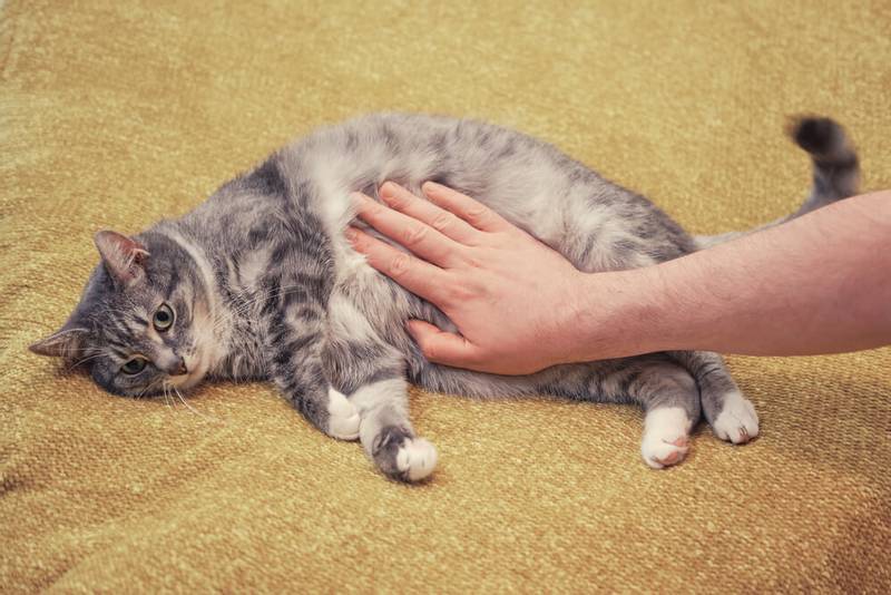 Слабительное для кошек и котят: что дать от запора?