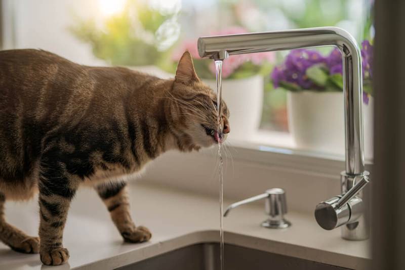 кошка пьет воду из крана кошка пьет воду из крана