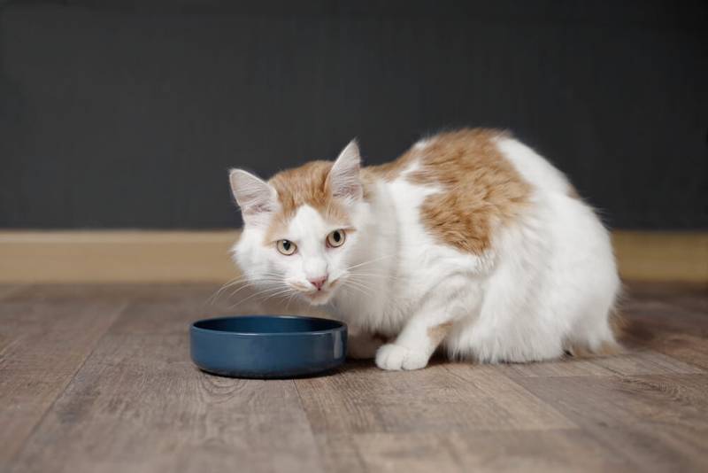 Почему кошка пьет воду из крана, а не из миски?