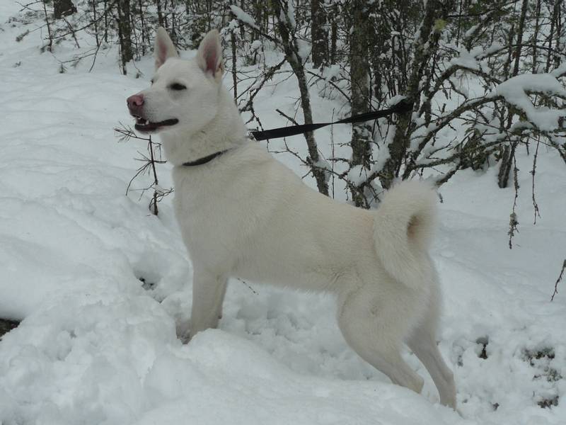 Шведский белый элкхунд: фото, цена, описание, видео | Все о породах собак