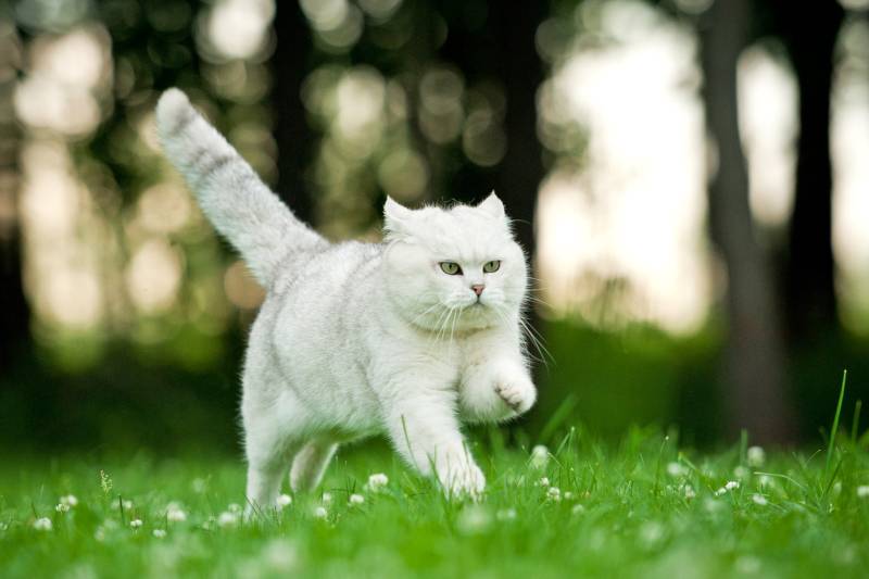 скорость бега кошки