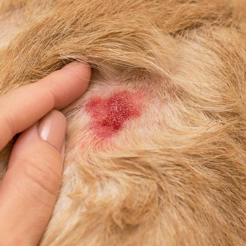 Мокнущий дерматит у собак требует определения причин