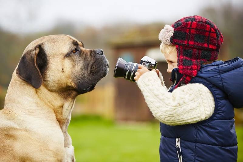 фотографируют собаку