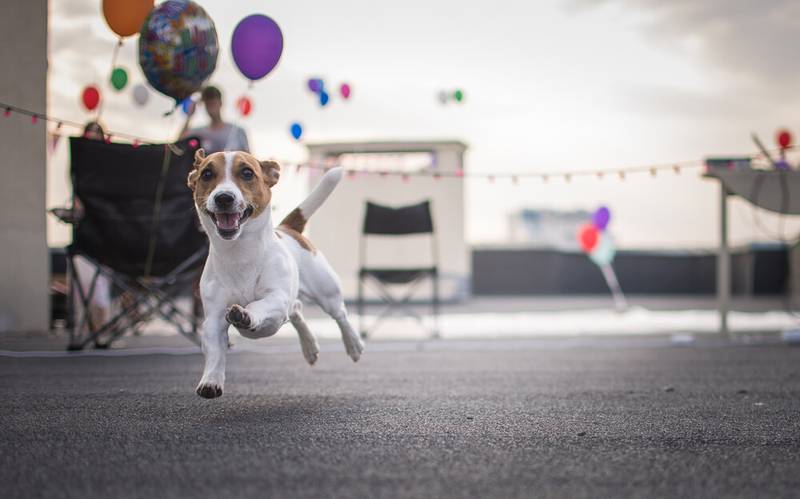 собака бежит