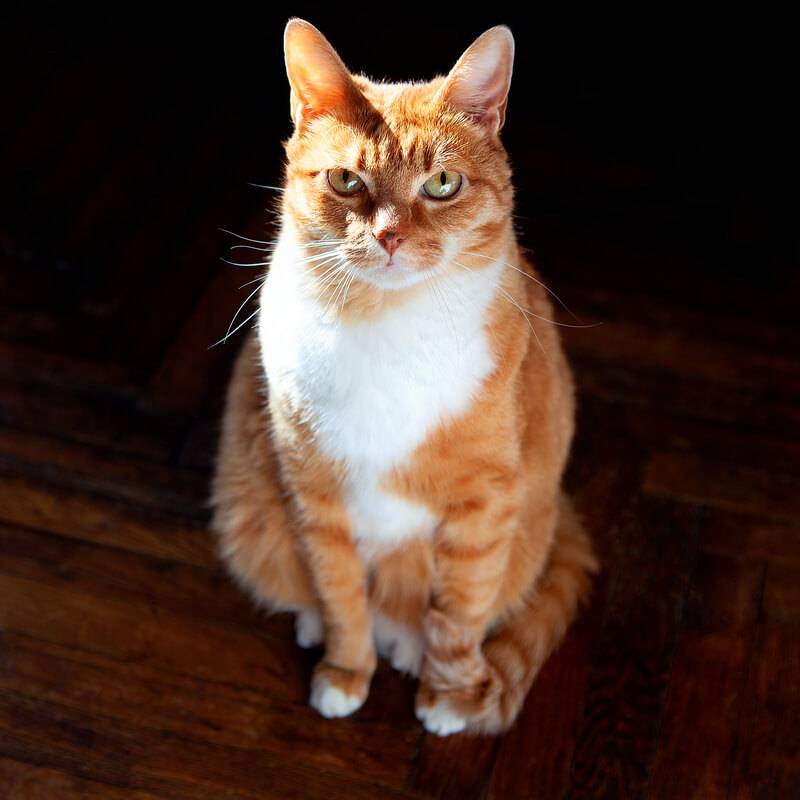 Оранжевая кошки и породы