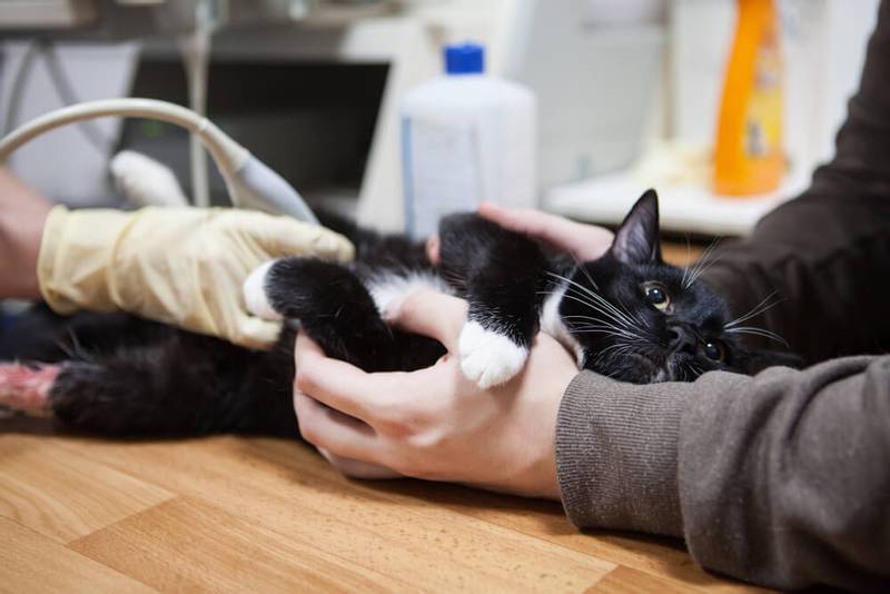 Болезни кошек лечение цистита