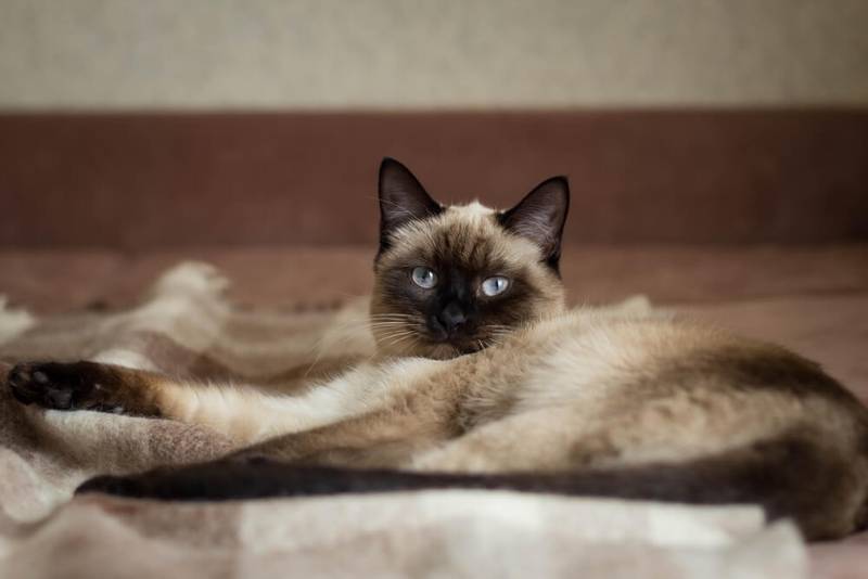 тайская кошка тайская кошка