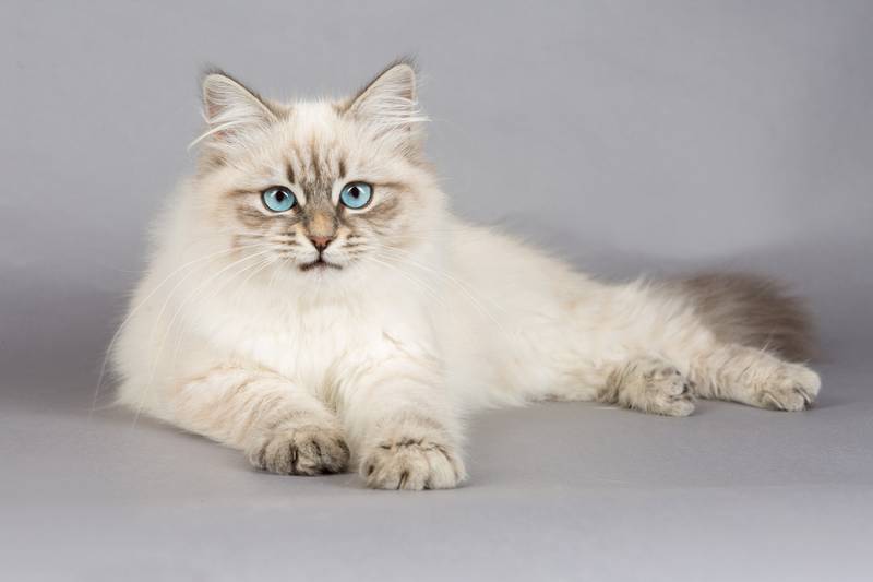 Самая распространенная порода кошек в россии