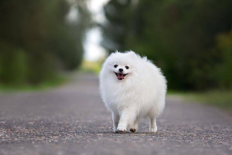 Порода собак большие белые с длинной шерстью