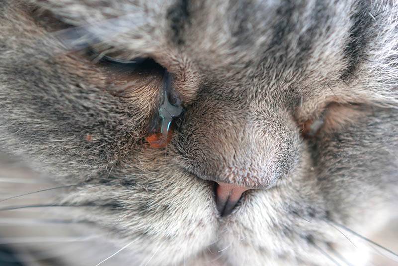 Хламидиоз у кошек и котов: симптомы и особенности лечения