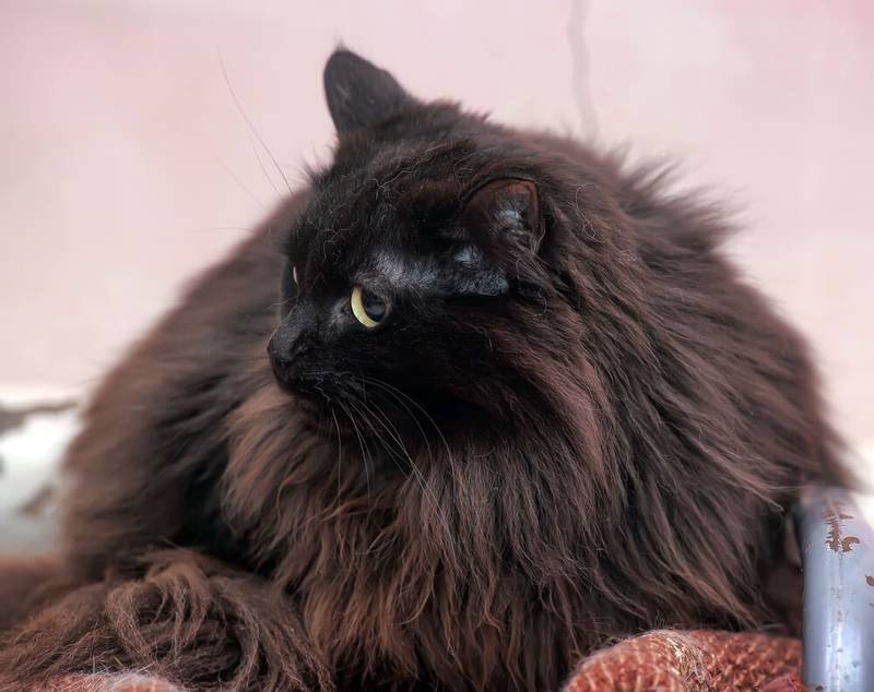 черная пушистая кошка какая порода