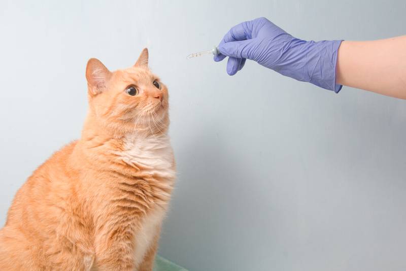 Болезни кошек лечение цистита