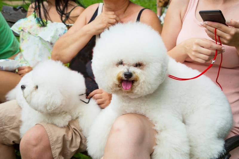 Много бишонов