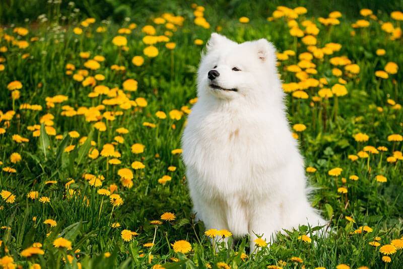 Белые собаки — 20 пород с названиями