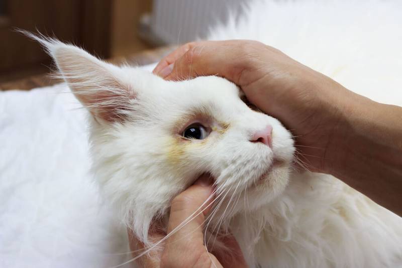Чем и как промывать глаза котятам и кошкам в домашних условиях
