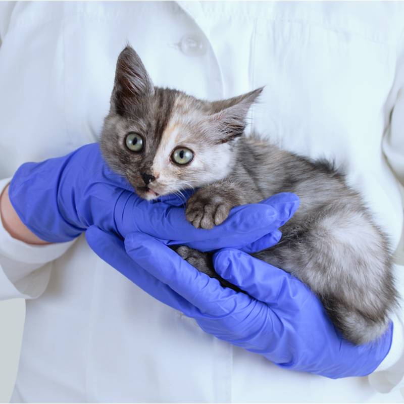 если у кошки после прививки появилась шишка, следует обратиться к ветеринару