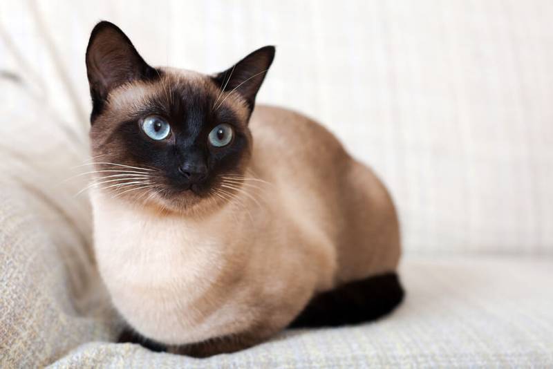 Когда и почему у котят меняется цвет глаз?