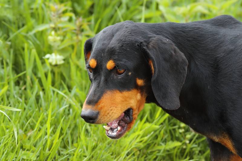 характеристики собаки породы трансильванская гончая