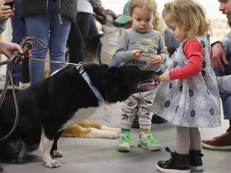 Фото с фестиваля «Собаки, которые любят»