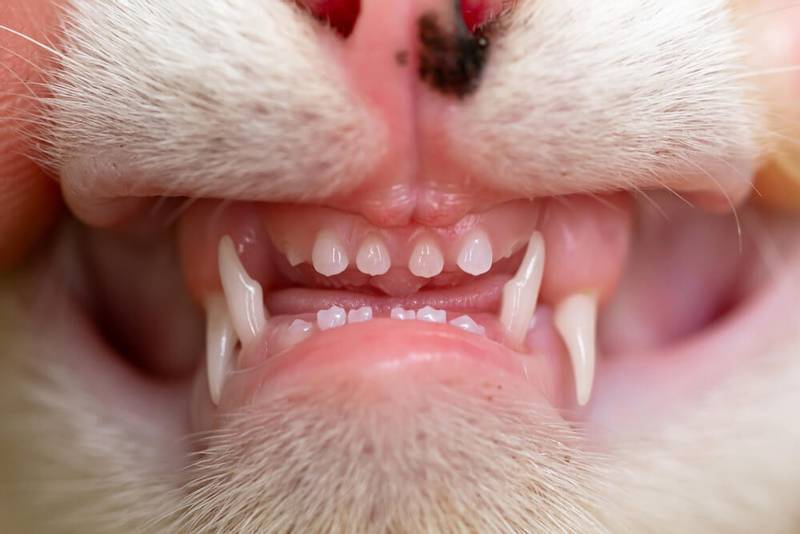 Как определить возраст кошки по зубам