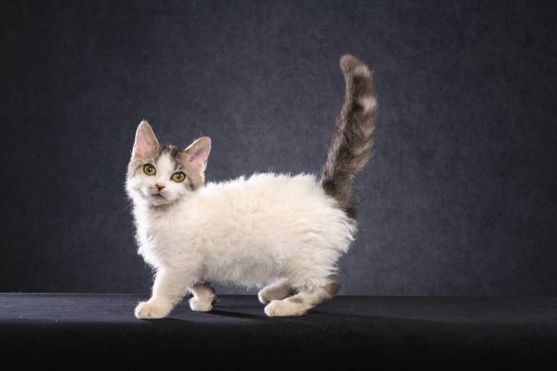 скокум котята