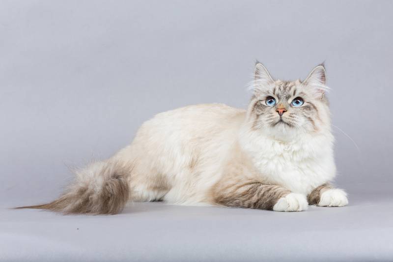 Какая порода кошек самая популярная в россии