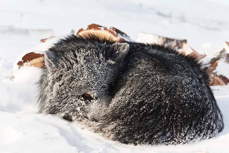 фото с ненецкой лайкой, которая лежит на снегу