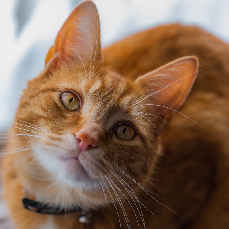 Порода кошек оранжевого цвета