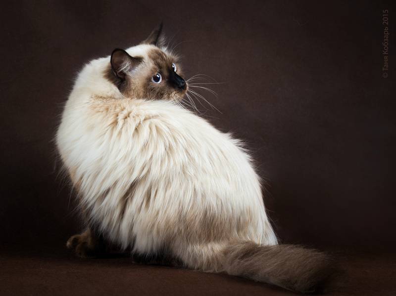 Какие породы кошек популярны в россии thumbnail