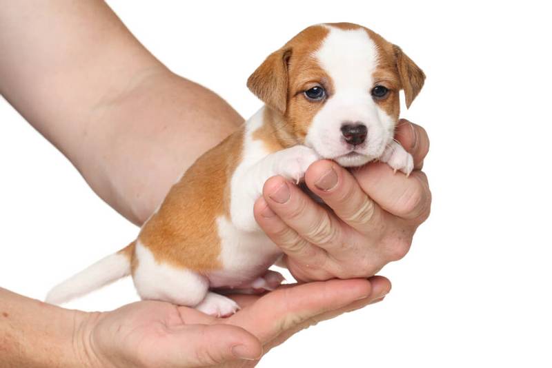 Милый щенок джек-рассел-терьера на руках