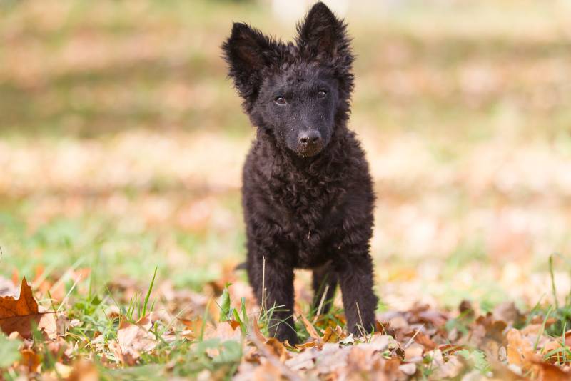 Венгерская пастушья собака (муди): характеристики породы, фото, характер,  правила ухода и содержания
