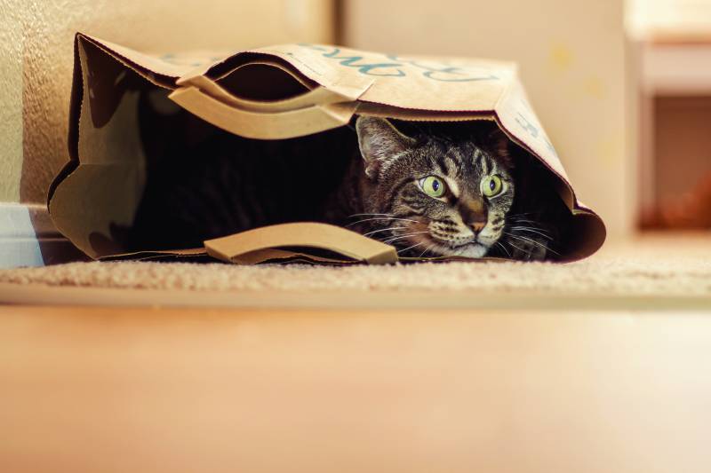 В чем секрет того, что кошки любят пакеты?