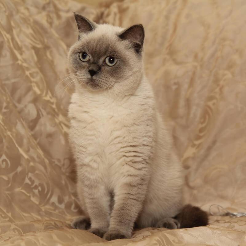Окрасы британских кошек и котов: фото и описание разновидностей расцветокбританцев с названиями