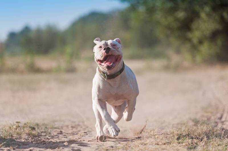 бегущий амбуль