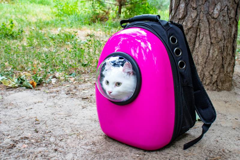 Рюкзак для переноски кошки: какие бывают и как правильно выбрать? - Petstory