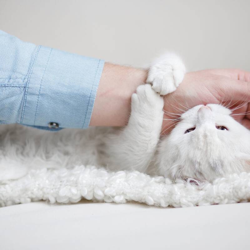 Как отучить котенка или кота кусаться и царапаться – инструкция, что делать