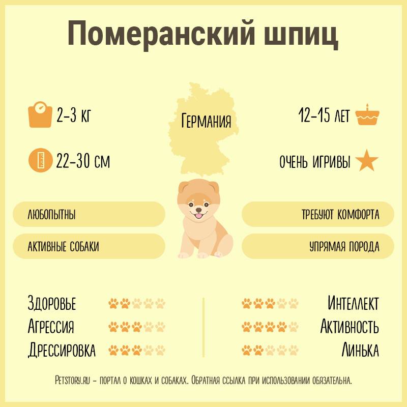 Порода померанский шпиц в одной картинке