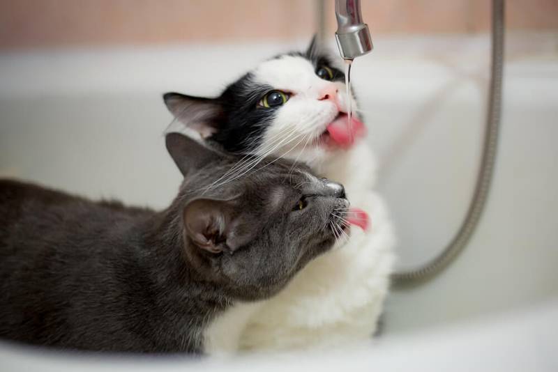 котенок и кошка пьют воду в ванной