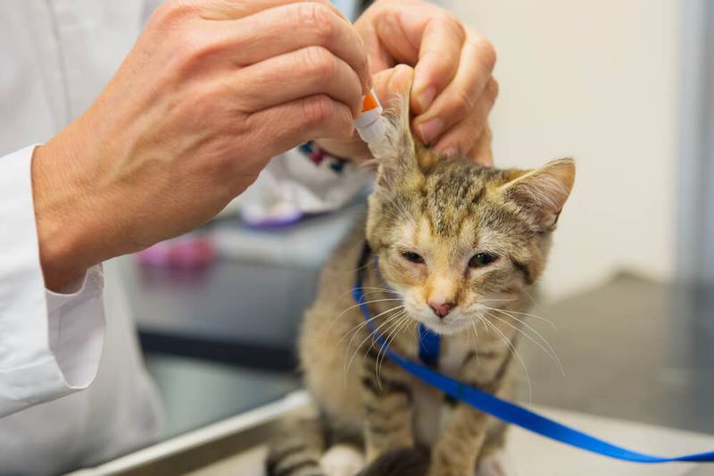 Устойчивость к антибиотикам у кошек: причины, симптомы, лечение