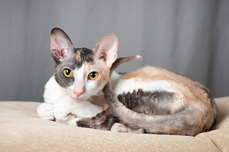 корниш рекс корниш рекс
