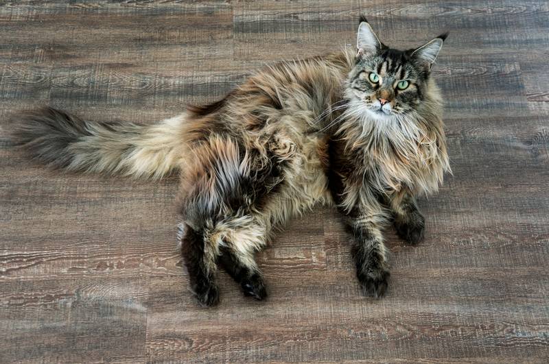 Популярные породы кошек в россии фото