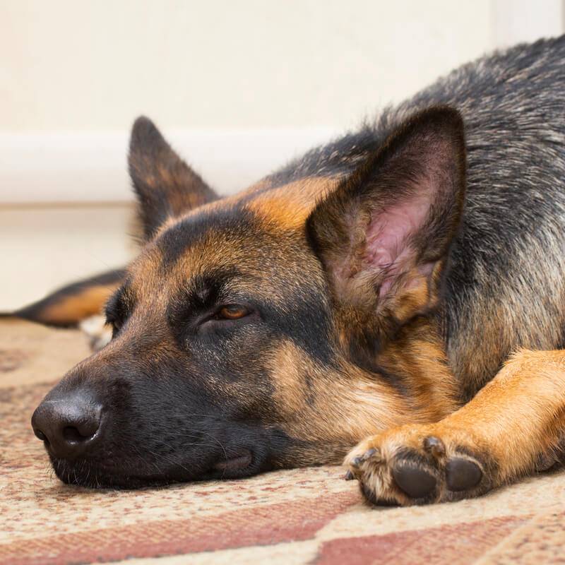 Мочекаменная болезнь у собаки: симптомы, причины, лечение