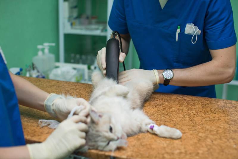 ветерианр диагностирует асцит у кошек