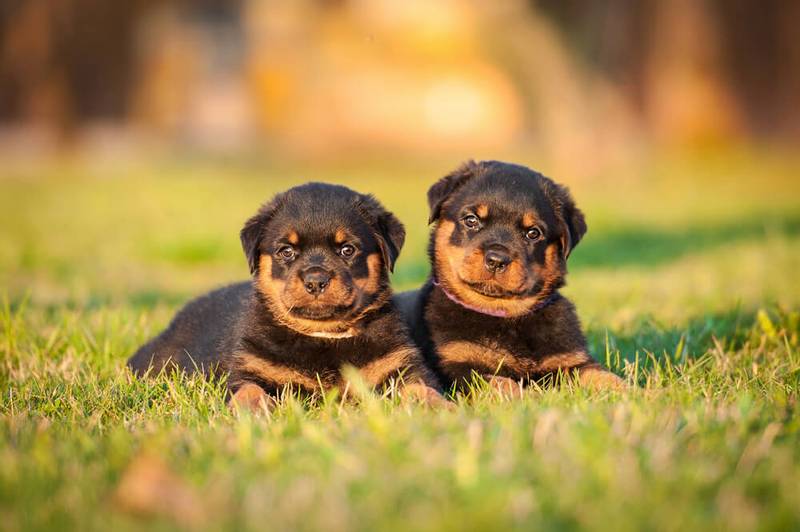 Два милых щенка ротвейлера