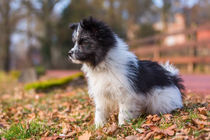 Эло — порода собак, основанная на кроссбридинге характеристик ретривера, пуделя и прыгающего бриара